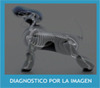 Diagnóstico por Imagen (Animal)