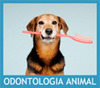 Odontología Animal