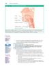 Manual de Anestesiología Clínica 2Vols - Chu