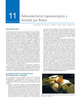 Atlas de Cirugía Oncológica Laparoscópica y Robótica en Urología - Reza Ghavamian